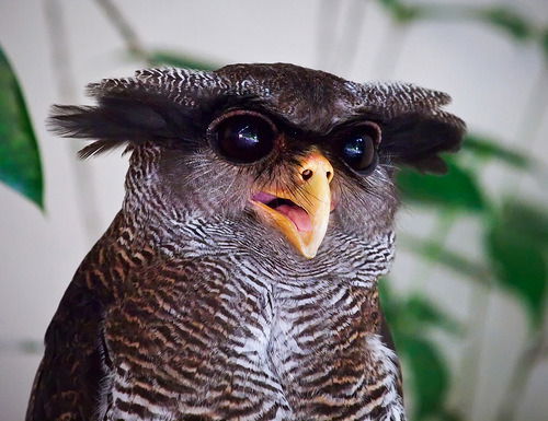 Леонид Нестеров