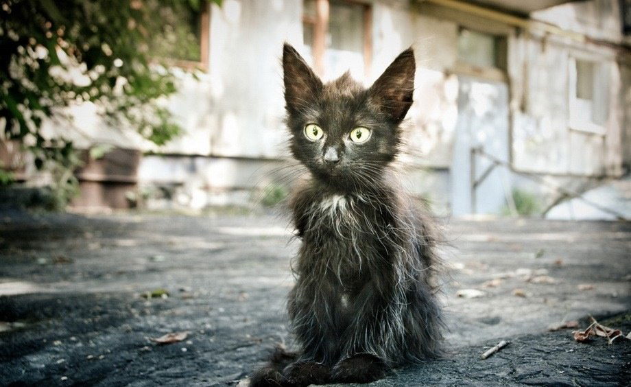 Евгений Левченко