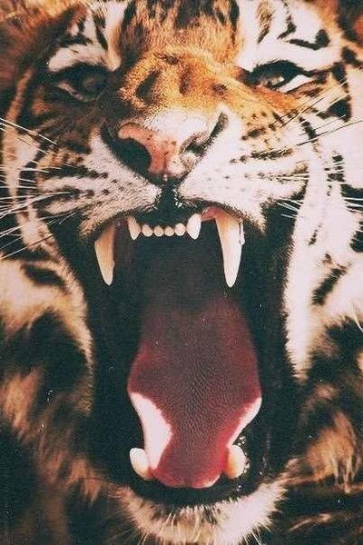 Ася Пастухова