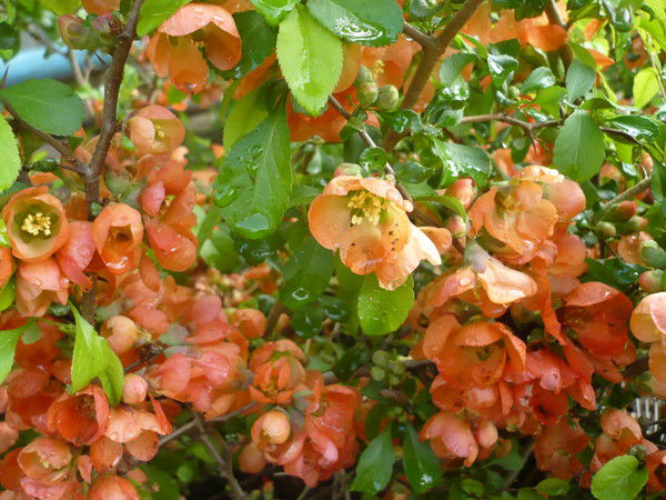 Марина Овчинникова