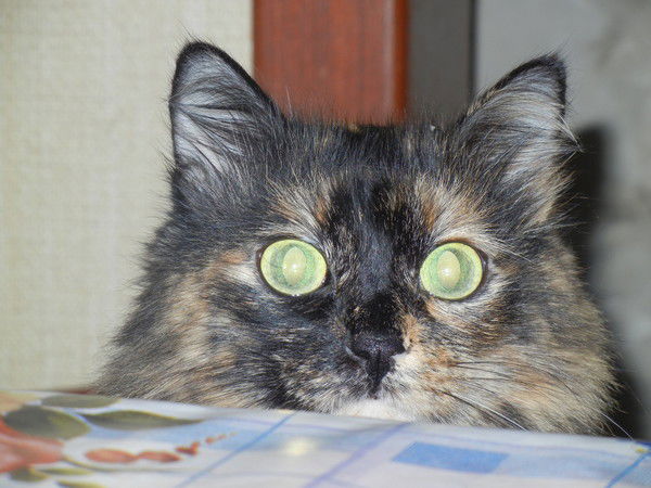 Татьяна Плескач