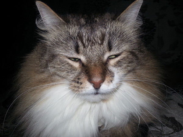 Евгений Пахомов