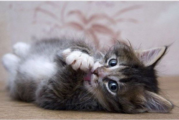 Роза Гимаева