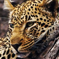 Елена Лоскут