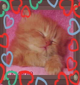 Анастасия. Шикова.рыжак.