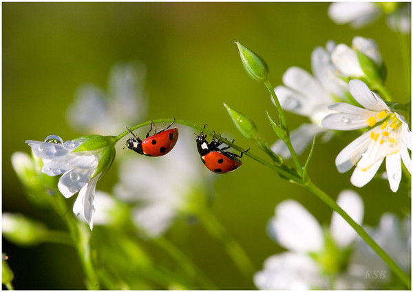 Ольга Аляпышева