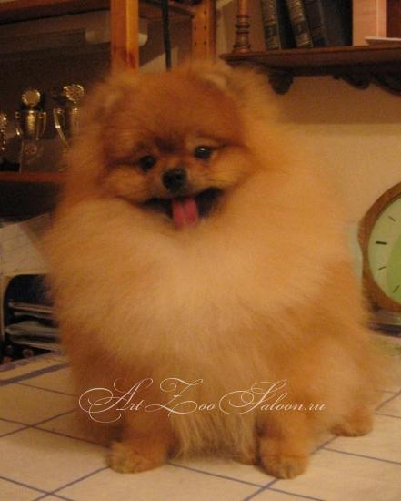 Яна Никитина