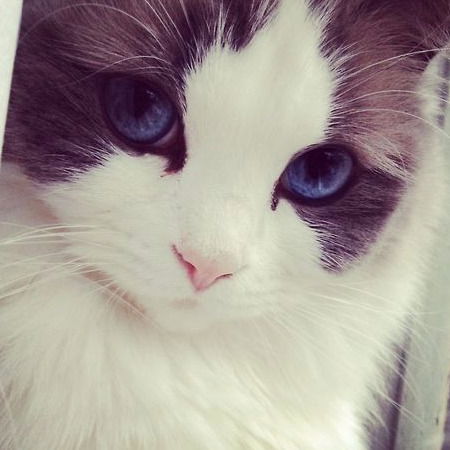 Александра Грянко