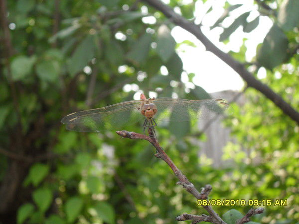 Юлия Давыдова