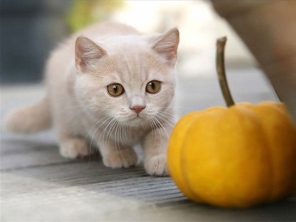 Анна Горбунова