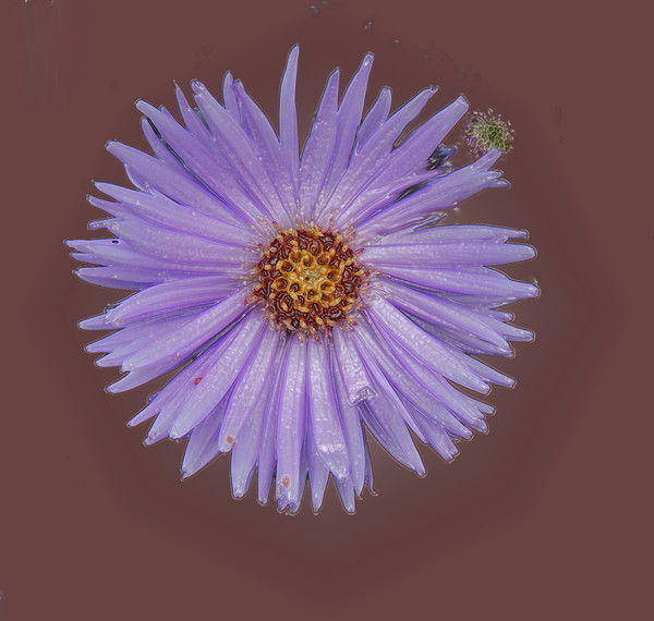 Елена Татарникова