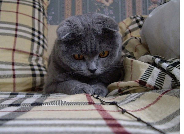 Саша Паравин