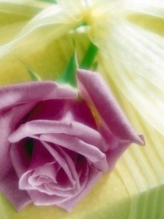 Елена Попова