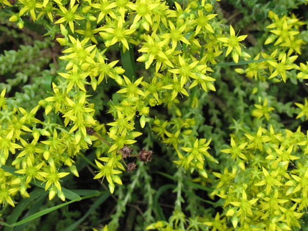 Галина Михайлова