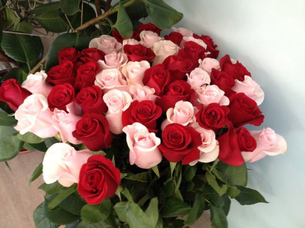 Елена Прохорова