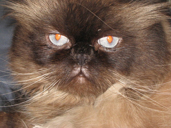 Александра Федоровна