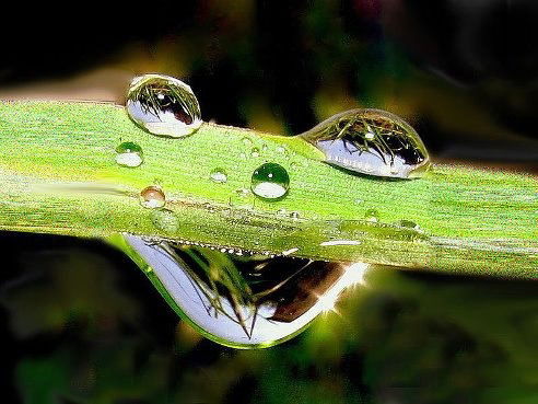 Алексей Фирсов