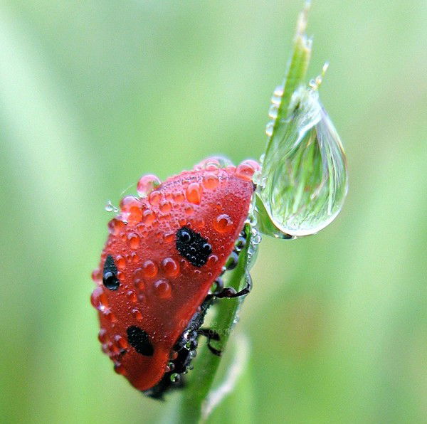 Иван Иванов