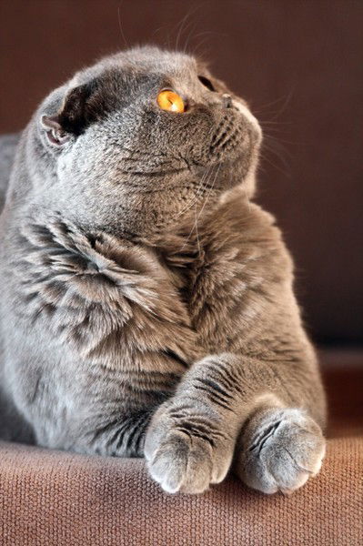 Стас Медведев