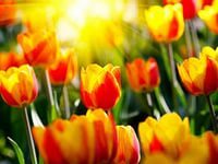 Анна Павлова