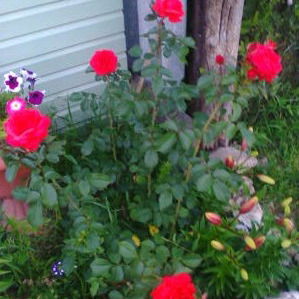 Елена Гриднева