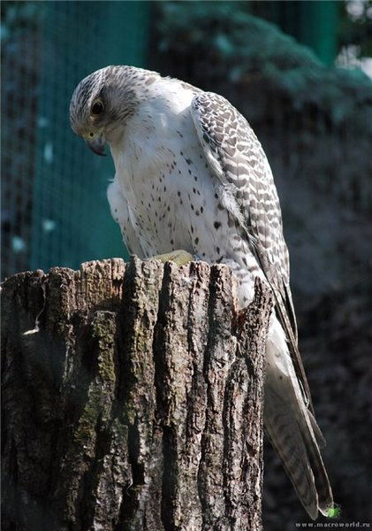 Гульнара Бурбаева