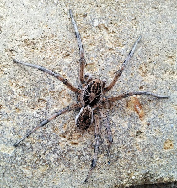 Алексей Гальчанский