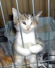 Владислав Москаленко