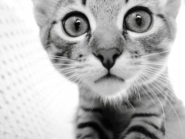 Аделя Халиева