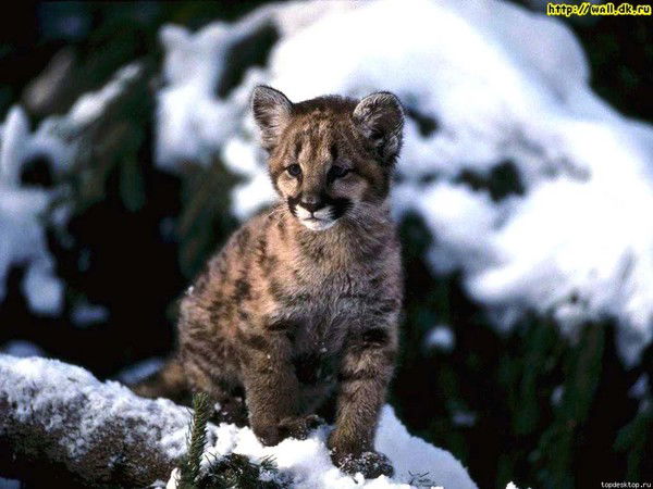 Полина Помазкина