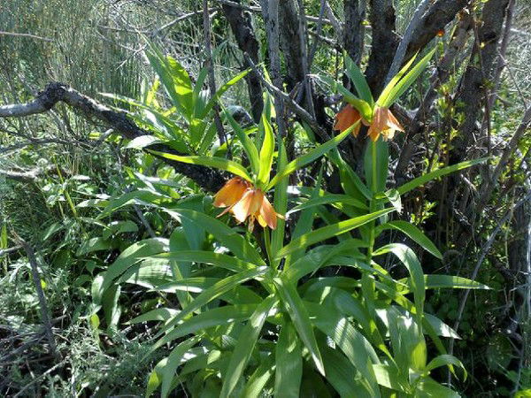 Айгуль Адиева