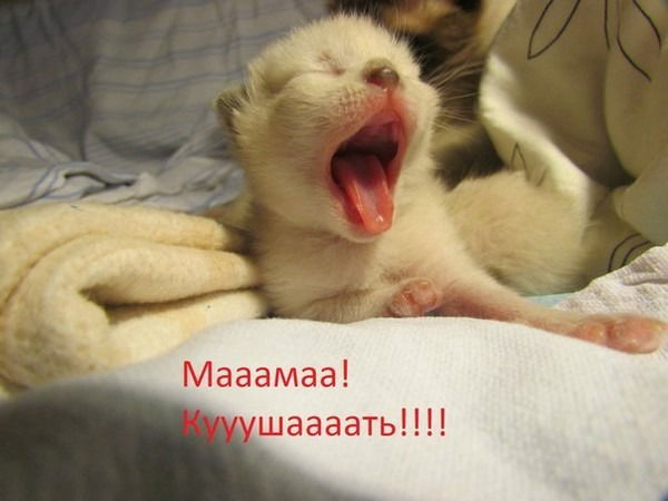 Денис Макевкин