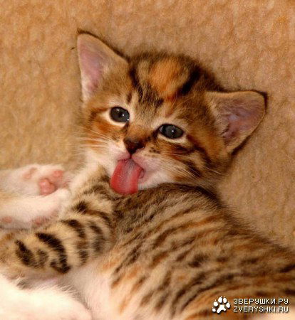 Самая Счастливая