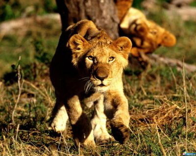 Наталья Зыкова