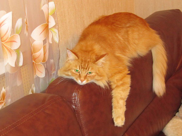 Ирина Серенькая