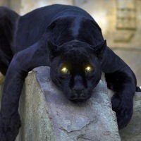 Андрій Кича