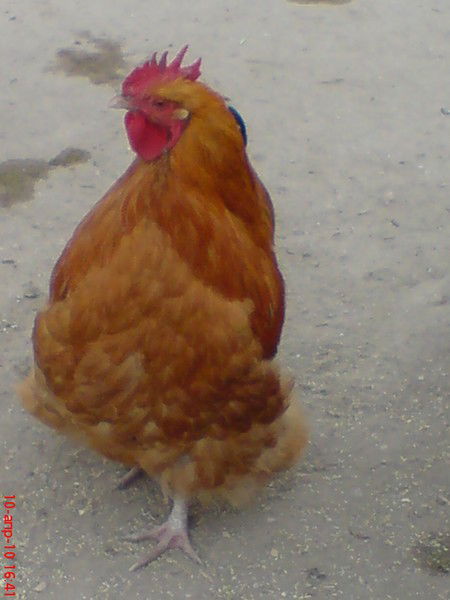 Елена Палько (Середа)