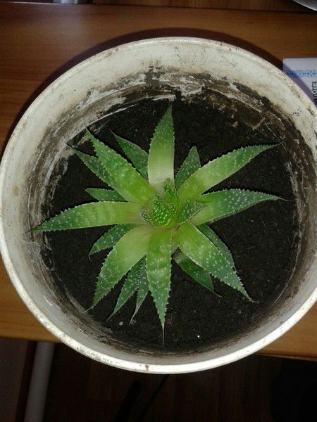 Алия Жактаева