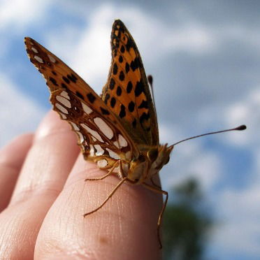 Лидия-Валентина Кошелева