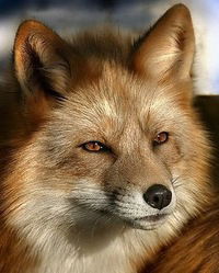 Милица Блинова