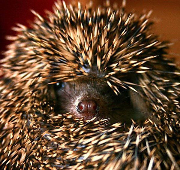 Виктор Денинович