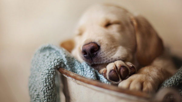 Вадим Назаров