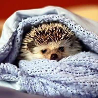 Елена Кривокорытова