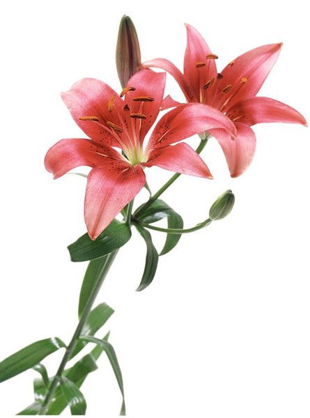 Кристина Бакан