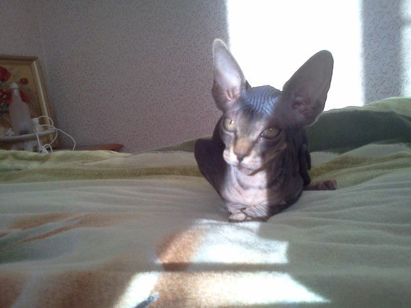 Владимир Чулков