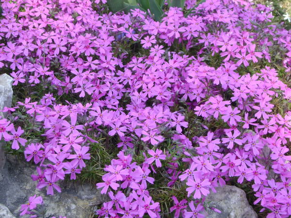 Елена Кошеляева