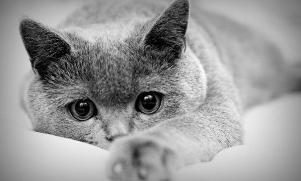 Оксана Колерова