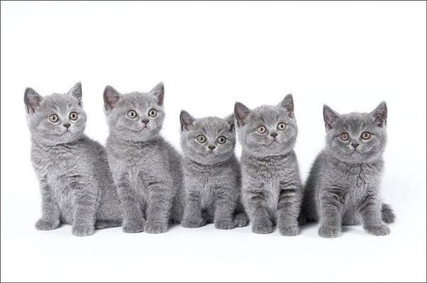 Смс Светогорск