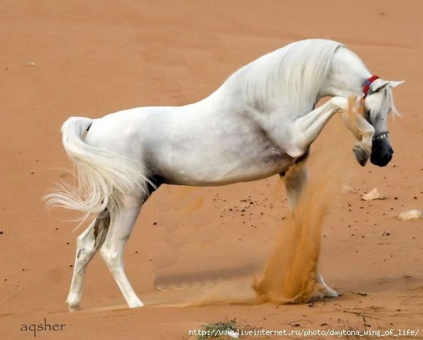 Хайриддини Сайфиддин