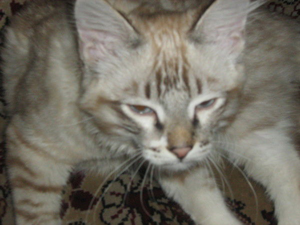 Паша Финогенов